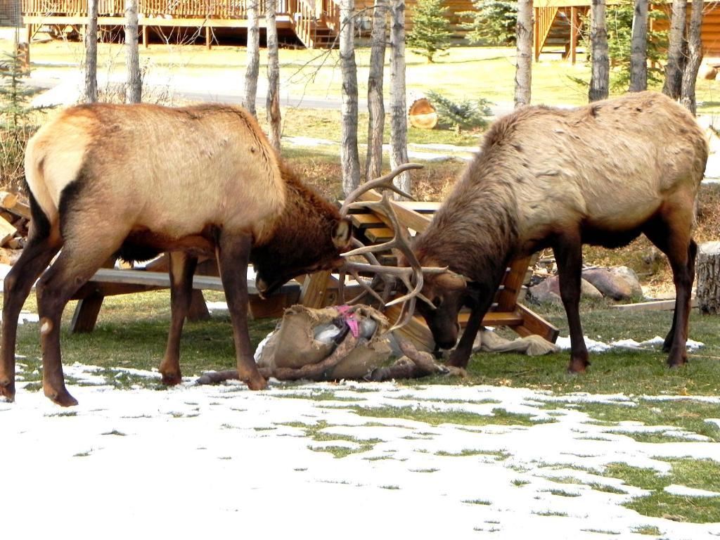Vila Riverview Pines Estes Park Exteriér fotografie